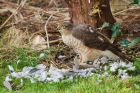 Filename=sprawk_gdn_080419a.jpg
Filesize=578KB
Dimensions=1300x867
Date added=Mar 04, 2021 sprawk_gdn_080419a.jpg