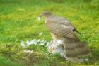 Filename=sprawk_gdn_080419b.jpg
Filesize=677KB
Dimensions=1250x833
Date added=Mar 04, 2021 sprawk_gdn_080419b.jpg