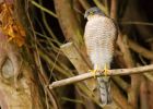 Filename=sprawk_gdn_130818a.jpg
Filesize=507KB
Dimensions=1400x1006
Date added=Mar 22, 2021 sprawk_gdn_130818a.jpg
