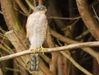 Filename=sprawk_gdn_130818b.jpg
Filesize=380KB
Dimensions=1400x1061
Date added=Mar 22, 2021 sprawk_gdn_130818b.jpg