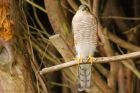 Filename=sprawk_gdn_130818c.jpg
Filesize=402KB
Dimensions=1400x933
Date added=Mar 22, 2021 sprawk_gdn_130818c.jpg