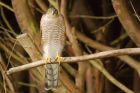 Filename=sprawk_gdn_130818d.jpg
Filesize=510KB
Dimensions=1400x934
Date added=Mar 22, 2021 sprawk_gdn_130818d.jpg