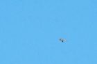Filename=sprawk_gdn_150719a.jpg
Filesize=482KB
Dimensions=1200x800
Date added=Mar 27, 2021 sprawk_gdn_150719a.jpg