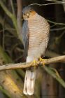 sprawk_gdn_190819e.jpg