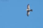 Filename=sprawk_gdn_240219a.jpg
Filesize=430KB
Dimensions=1250x833
Date added=Mar 04, 2021 sprawk_gdn_240219a.jpg