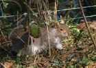 squirrel_0703a.jpg