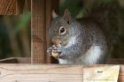 squirrel_131214b.jpg