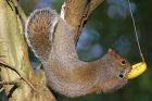 squirrel_2711NC8.jpg