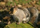 squirrel_2711b.jpg