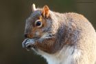 squirrel_271215a.jpg