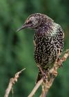 starling_010909d.jpg