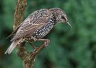 starling_010909e.jpg