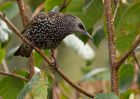 starling_021009a.jpg