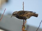 starling_031107a.jpg