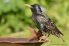 starling_040511a.jpg