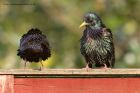 starling_040511b.jpg