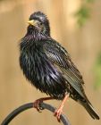 starling_0405d.jpg