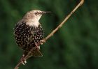 starling_040909a.jpg