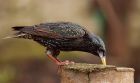 starling_050210a.jpg