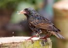 starling_050309a.jpg