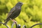 starling_050415b.jpg