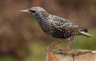 starling_070210b.jpg