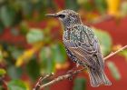 starling_071009a.jpg