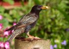 starling_090509a.jpg