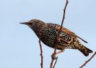 starling_091109a.jpg