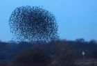 Filename=starling_091109t.jpg
Filesize=187KB
Dimensions=1000x680
Date added=Nov 09, 2009 starling_091109t.jpg
