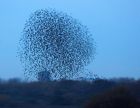 starling_091109v.jpg