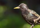 starling_110510c.jpg