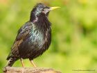 starling_110510f.jpg