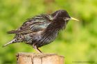 starling_110510h.jpg