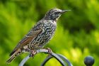 starling_120915a.jpg