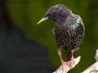 starling_130311b.jpg