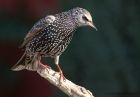 starling_130311d.jpg