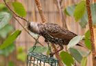 starling_140908a.jpg