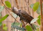 starling_140908b.jpg