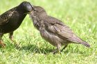 starling_1805a.jpg