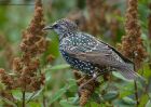 starling_230910a.jpg