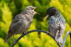 starling_240515a.jpg