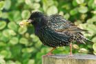 starling_240515c.jpg