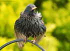 starling_240515e.jpg