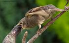 Filename=starling_250510d.jpg
Filesize=207KB
Dimensions=1000x635
Date added=May 26, 2010 starling_250510d.jpg