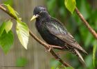 Filename=starling_250510e.jpg
Filesize=232KB
Dimensions=1000x714
Date added=May 26, 2010 starling_250510e.jpg