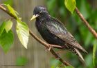 starling_250510e.jpg