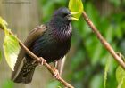 starling_250510f.jpg