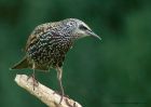 starling_271010g.jpg