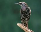 starling_311010b.jpg